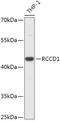 RCC1 Domain Containing 1 antibody, 18-109, ProSci, Western Blot image 