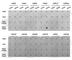Histone Cluster 3 H3 antibody, A2360, ABclonal Technology, Dot Blot image 