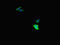 Ubiquitin Specific Peptidase 2 antibody, LS-C679958, Lifespan Biosciences, Immunofluorescence image 
