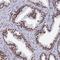 Zinc Finger Protein 280A antibody, HPA044475, Atlas Antibodies, Immunohistochemistry frozen image 