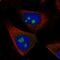 Retinol Saturase antibody, NBP2-58103, Novus Biologicals, Immunofluorescence image 