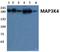 MTK1 antibody, A04842-1, Boster Biological Technology, Western Blot image 