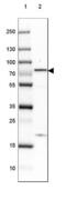 CAMP Regulated Phosphoprotein 21 antibody, NBP1-90096, Novus Biologicals, Western Blot image 