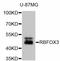 RNA binding protein fox-1 homolog 3 antibody, STJ113146, St John