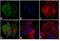 Mouse IgG antibody, 31555, Invitrogen Antibodies, Immunofluorescence image 