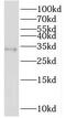 Proteasome Subunit Beta 11 antibody, FNab06870, FineTest, Western Blot image 