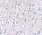 BAI1-associated protein 3 antibody, 4505, ProSci, Western Blot image 