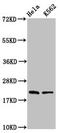 Histone Cluster 1 H1 Family Member E antibody, LS-C676865, Lifespan Biosciences, Western Blot image 
