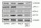 Programmed Cell Death 1 Ligand 2 antibody, NBP1-76770, Novus Biologicals, Western Blot image 