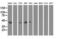 COBW Domain Containing 1 antibody, GTX84727, GeneTex, Western Blot image 