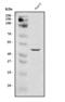 CD209 Molecule antibody, A01025-2, Boster Biological Technology, Western Blot image 