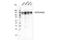 Ectonucleotide Pyrophosphatase/Phosphodiesterase 3 antibody, 71414S, Cell Signaling Technology, Western Blot image 