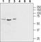 Arginine Vasopressin Receptor 1A antibody, TA329067, Origene, Western Blot image 