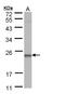 RNA Polymerase II Subunit G antibody, LS-C186029, Lifespan Biosciences, Western Blot image 