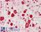 Ribosomal Protein S14 antibody, LS-B14222, Lifespan Biosciences, Immunohistochemistry paraffin image 