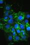 Fms Related Tyrosine Kinase 4 antibody, A01276-2, Boster Biological Technology, Immunofluorescence image 