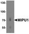 Zinc finger protein 667 antibody, NBP1-77357, Novus Biologicals, Western Blot image 