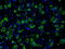 Aconitase antibody, TA500824, Origene, Immunofluorescence image 
