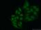 YY1 Transcription Factor antibody, 66281-1-Ig, Proteintech Group, Immunofluorescence image 