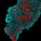 Keratin 19 antibody, GTX34651, GeneTex, Immunofluorescence image 