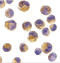 Docking Protein 1 antibody, 1107, ProSci Inc, Immunocytochemistry image 
