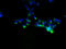 NEDD4 family-interacting protein 1 antibody, A60002-100, Epigentek, Immunofluorescence image 