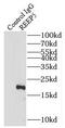 Protein TB2 antibody, FNab07231, FineTest, Immunoprecipitation image 