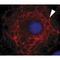 Keratin 3 antibody, MA1-5763, Invitrogen Antibodies, Immunofluorescence image 