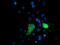 X-Pro aminopeptidase 3 antibody, MA5-25652, Invitrogen Antibodies, Immunocytochemistry image 