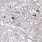 5-Hydroxytryptamine Receptor 7 antibody, HPA073617, Atlas Antibodies, Immunohistochemistry frozen image 