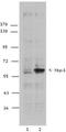 XBP-1s antibody, TA328003, Origene, Western Blot image 