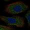 Serotonin N-acetyltransferase antibody, HPA054321, Atlas Antibodies, Immunocytochemistry image 