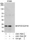 Eukaryotic translation initiation factor 3 subunit K antibody, A301-762A, Bethyl Labs, Immunoprecipitation image 