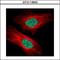 ICBP90 antibody, GTX113963, GeneTex, Immunocytochemistry image 