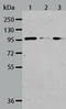 A-Kinase Anchoring Protein 8 Like antibody, TA322380, Origene, Western Blot image 