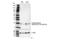 Myosin Light Chain 9 antibody, 95777S, Cell Signaling Technology, Western Blot image 