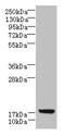 LLLL And CFNLAS Motif Containing 1 antibody, CSB-PA839358LA01HU, Cusabio, Western Blot image 