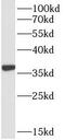 Serine protease HTRA2, mitochondrial antibody, FNab04070, FineTest, Western Blot image 