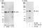 Janus Kinase 2 antibody, A302-178A, Bethyl Labs, Immunoprecipitation image 