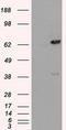 Leukotriene A4 Hydrolase antibody, TA500666S, Origene, Western Blot image 