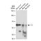 YY1 Transcription Factor antibody, GTX08969, GeneTex, Western Blot image 