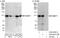 Rab GTPase-binding effector protein 1 antibody, A302-821A, Bethyl Labs, Western Blot image 
