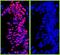 Colony Stimulating Factor 1 antibody, A120-211D4, Bethyl Labs, Immunofluorescence image 