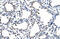 Pumilio RNA Binding Family Member 3 antibody, 29-263, ProSci, Western Blot image 