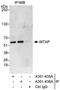 WT1 Associated Protein antibody, A301-435A, Bethyl Labs, Immunoprecipitation image 