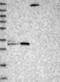 KIAA1109 antibody, NBP1-82145, Novus Biologicals, Western Blot image 