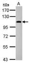 Sperm Antigen With Calponin Homology And Coiled-Coil Domains 1 antibody, GTX117278, GeneTex, Western Blot image 