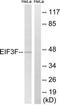 Eukaryotic Translation Initiation Factor 3 Subunit F antibody, TA314786, Origene, Western Blot image 
