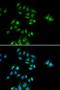 PH3 antibody, orb373403, Biorbyt, Immunofluorescence image 
