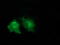 Von Willebrand Factor A Domain Containing 5A antibody, TA501636, Origene, Immunofluorescence image 